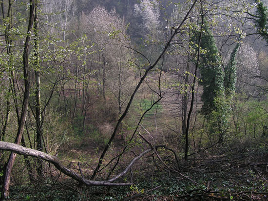 Colino della Virginia (disegni e foto)